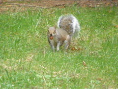 Sciurus carolinensis