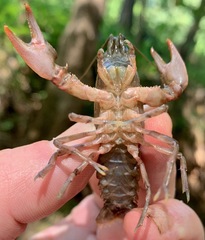 Cambarus acuminatus