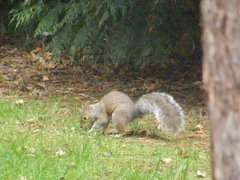 Sciurus carolinensis