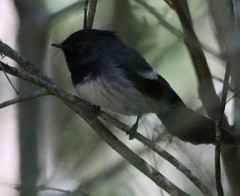 Trochocercus cyanomelas cyanomelas