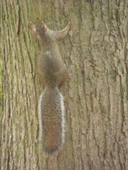 Sciurus carolinensis