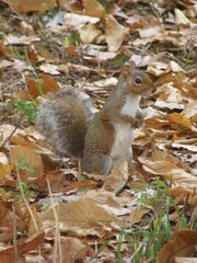 Sciurus carolinensis