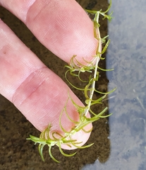 Callitriche hermaphroditica