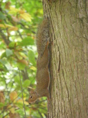Sciurus carolinensis