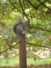 Sciurus carolinensis