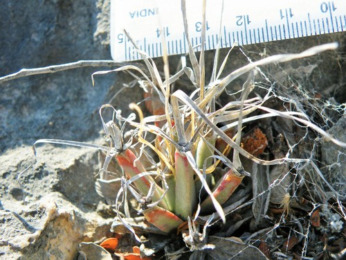 agave cactus (Leuchtenbergia principis)