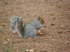 Sciurus carolinensis