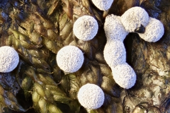 Didymium melanospermum