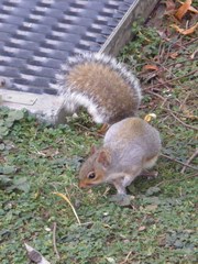 Sciurus carolinensis