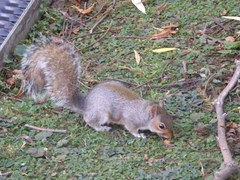 Sciurus carolinensis