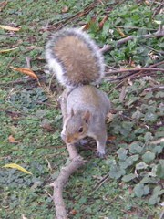 Sciurus carolinensis