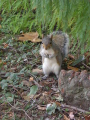Sciurus carolinensis