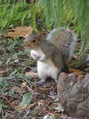 Sciurus carolinensis