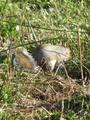 Sciurus carolinensis