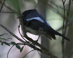 Trochocercus cyanomelas cyanomelas