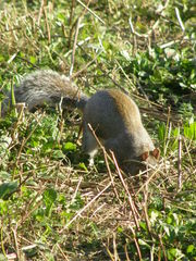 Sciurus carolinensis