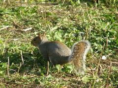 Sciurus carolinensis