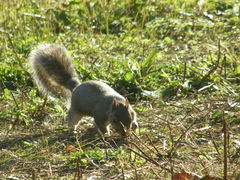 Sciurus carolinensis