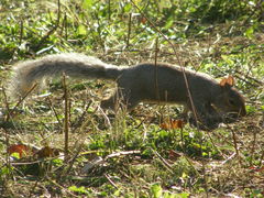 Sciurus carolinensis