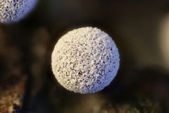 Didymium melanospermum