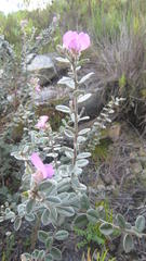 Podalyria hirsuta