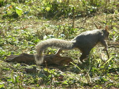 Sciurus carolinensis