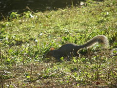 Sciurus carolinensis