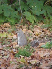 Sciurus carolinensis