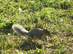 Sciurus carolinensis