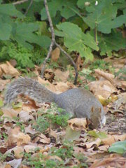 Sciurus carolinensis