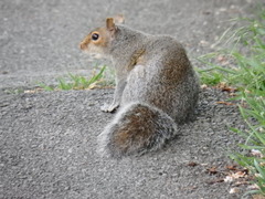 Sciurus carolinensis