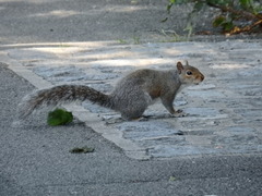 Sciurus carolinensis