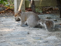Sciurus carolinensis