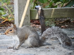 Sciurus carolinensis