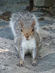 Sciurus carolinensis