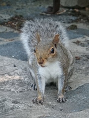 Sciurus carolinensis