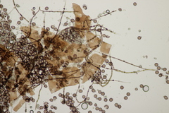 Didymium melanospermum