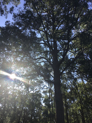 Eucalyptus globoidea