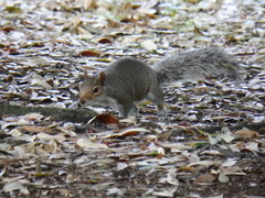 Sciurus carolinensis