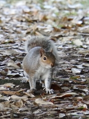 Sciurus carolinensis