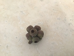 Eucalyptus globoidea