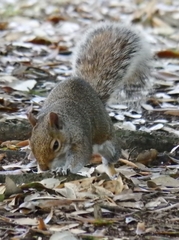 Sciurus carolinensis