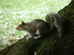 Sciurus carolinensis