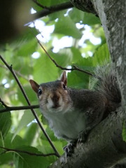 Sciurus carolinensis