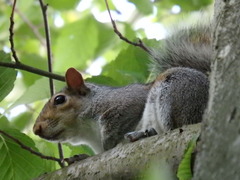 Sciurus carolinensis