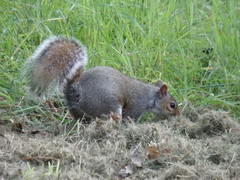 Sciurus carolinensis
