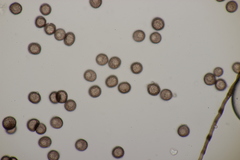 Didymium melanospermum