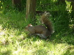 Sciurus carolinensis