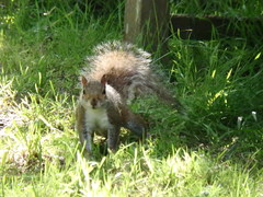 Sciurus carolinensis