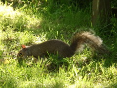 Sciurus carolinensis